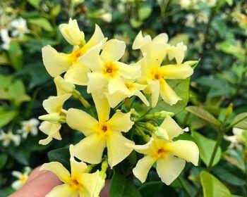 红豆开花的奇妙之旅（探究红豆开花的样子与颜色）-第2张图片-绿意生活