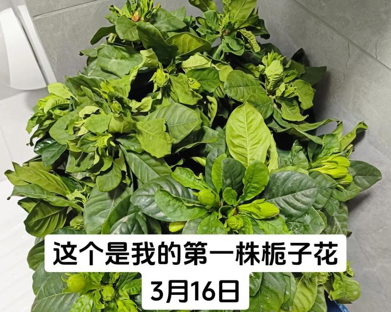栀子花（优雅而得体的修剪方式与注意事项）-第1张图片-绿意生活