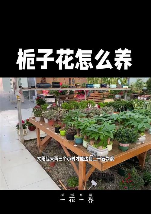 栀子花（优雅而得体的修剪方式与注意事项）-第2张图片-绿意生活