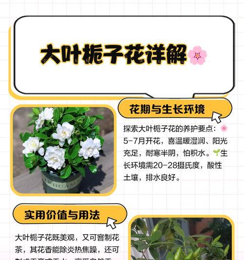 栀子花（优雅而得体的修剪方式与注意事项）-第3张图片-绿意生活