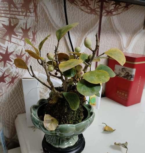如何防止养的盆栽变得蔫（有效的护理技巧让盆栽长势旺盛）-第3张图片-绿意生活