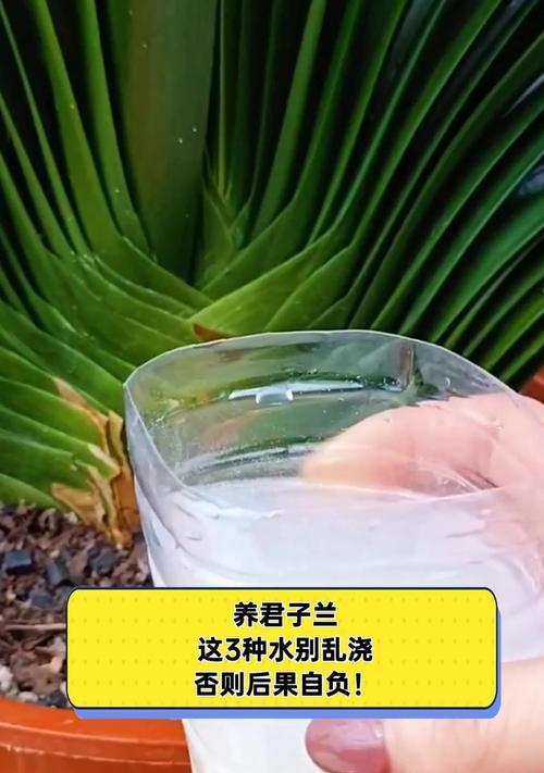 人尿浇养君子兰的效果（你不可不知的浇水神器）-第2张图片-绿意生活