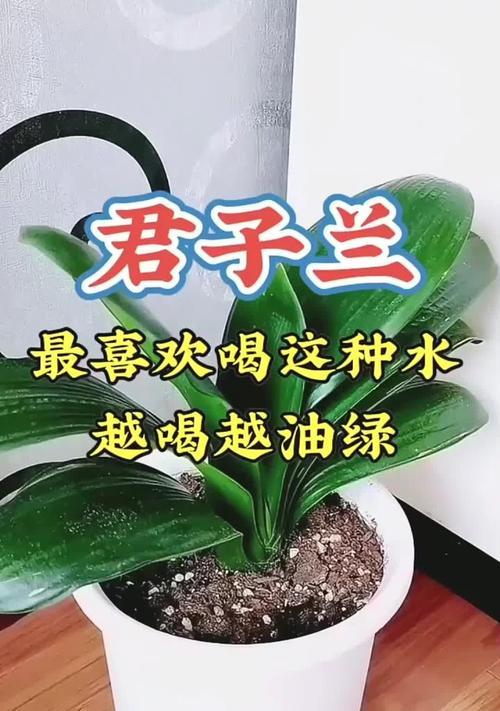 人尿浇养君子兰的效果（你不可不知的浇水神器）-第3张图片-绿意生活