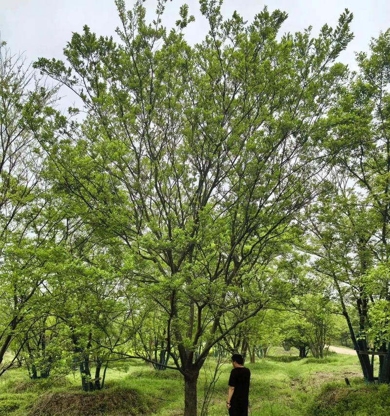 探究什么是朴树？（揭秘朴树之神秘生命力与养护方法）-第2张图片-绿意生活