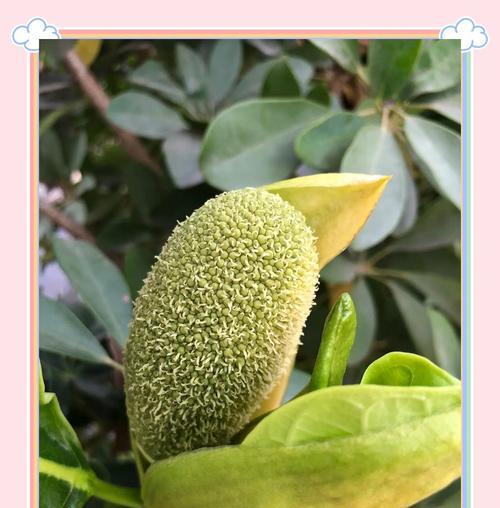 美味煲汤的秘密——菠萝蜜花瓣独具风味（探索菠萝蜜花瓣在煲汤中的独特用途）-第1张图片-绿意生活