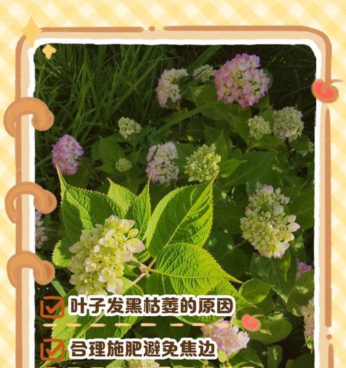 揭秘绣球花新叶子发黄的原因（探究绣球花叶子黄化的关键因素及解决方法）-第3张图片-绿意生活