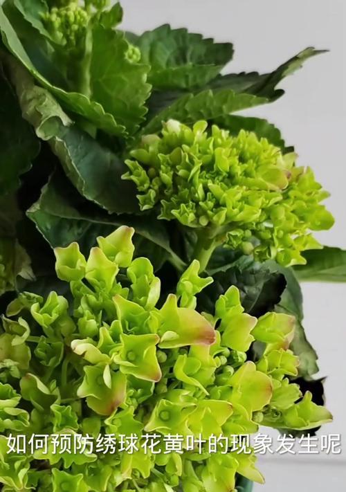 揭秘绣球花新叶子发黄的原因（探究绣球花叶子黄化的关键因素及解决方法）-第2张图片-绿意生活