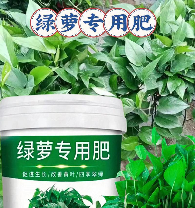 绿萝叶片发黄怎么办？（绿萝能浇硫酸亚铁吗？解决方法大揭秘！）-第3张图片-绿意生活