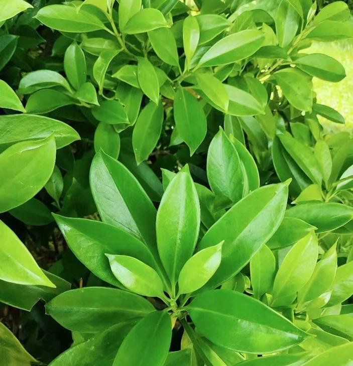 非洲茉莉高温养护指南（高温环境下如何正确养护非洲茉莉）-第2张图片-绿意生活