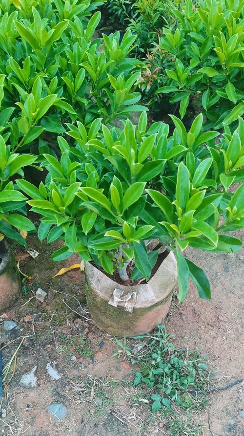 非洲茉莉高温养护指南（高温环境下如何正确养护非洲茉莉）-第1张图片-绿意生活