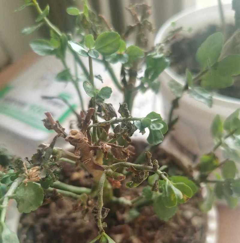 植物抢救大作战（灾难中逆袭的秘密武器与技巧，挽救植物生命力的关键）-第1张图片-绿意生活