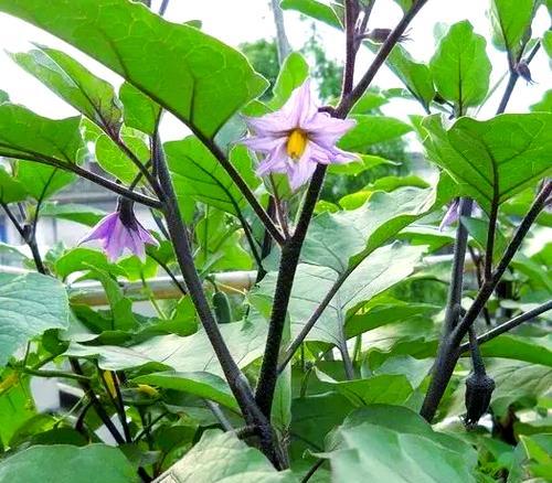 品味茄科之美——常见的茄科蔬菜品种介绍（探寻茄科蔬菜的种类和特点，让餐桌更加丰富多彩）-第1张图片-绿意生活