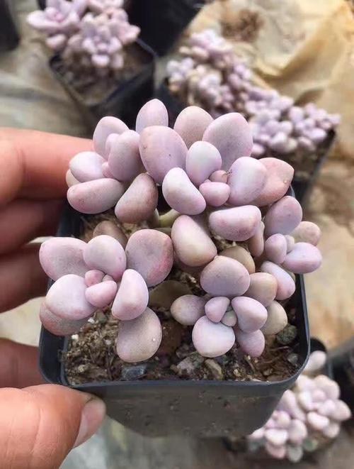 多肉植物的虫害防治（保护多肉植物免受虫害侵袭的方法与技巧）-第2张图片-绿意生活