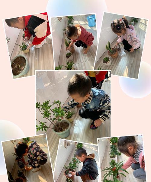 教室养花（避免过度浇水的技巧和解决方法）-第2张图片-绿意生活