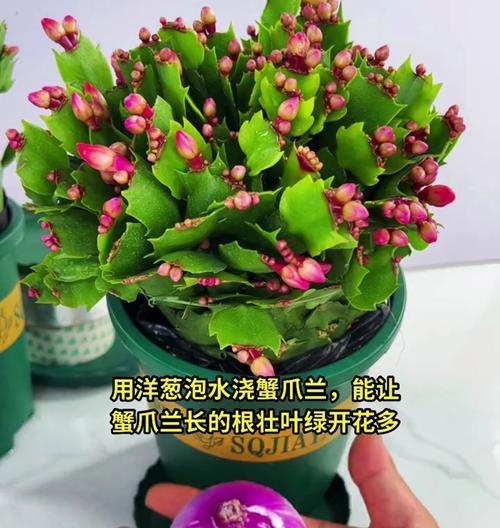 教室养花（避免过度浇水的技巧和解决方法）-第3张图片-绿意生活