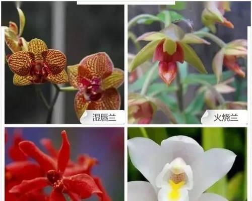 探秘兰草的多样品种及特色（从花形、色彩到气味，兰草的品种繁多）-第2张图片-绿意生活