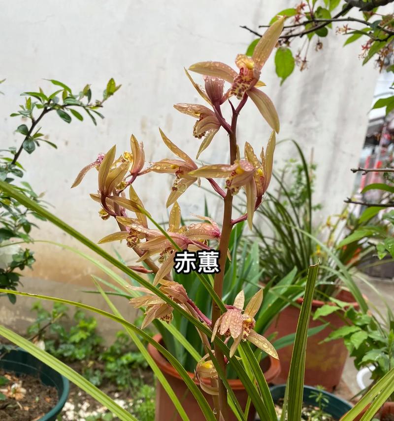 探秘兰草的多样品种及特色（从花形、色彩到气味，兰草的品种繁多）-第3张图片-绿意生活