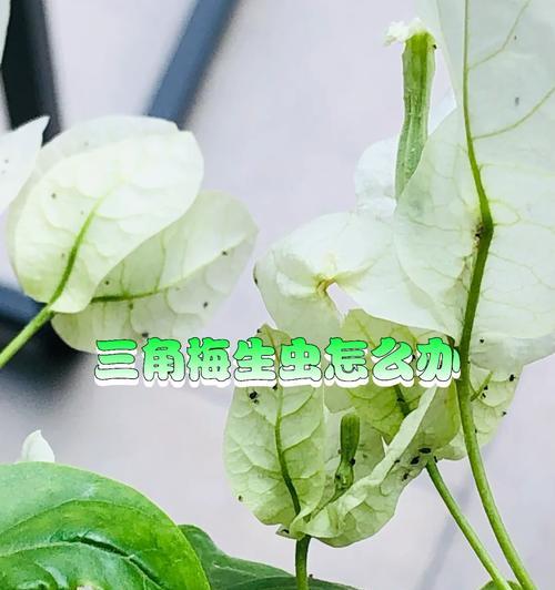 应对米兰花生虫的方法（保护作物免受米兰花生虫侵害的有效措施）-第1张图片-绿意生活