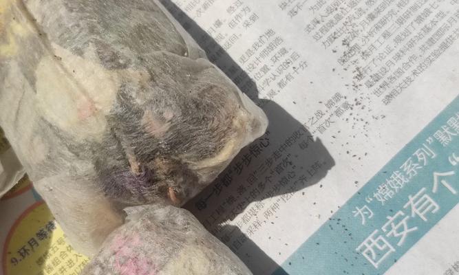 应对米兰花生虫的方法（保护作物免受米兰花生虫侵害的有效措施）-第3张图片-绿意生活