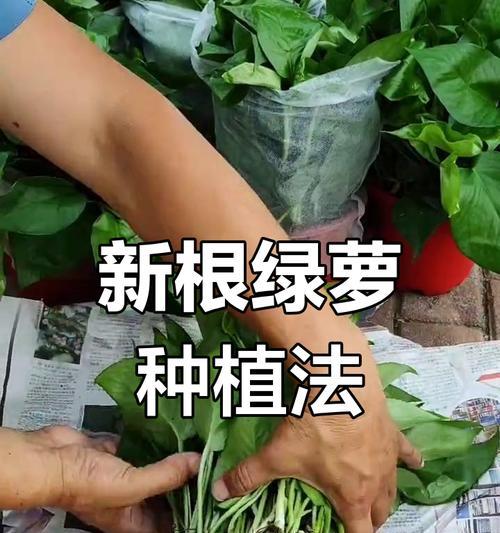 以绿萝换土壤的正确方法（让你的绿萝更健康成长）-第1张图片-绿意生活