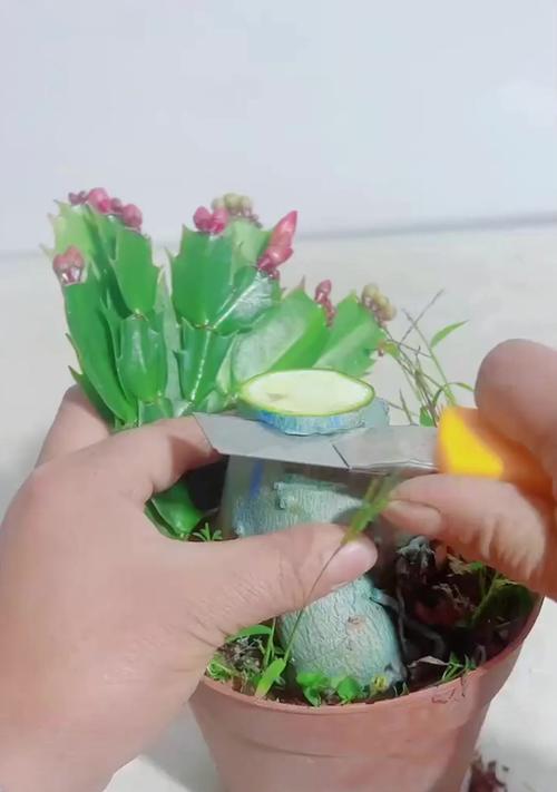 玫瑰花盆栽的剪枝技巧（掌握剪枝要领，让玫瑰花更加茂盛）-第3张图片-绿意生活
