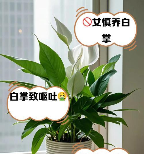 美酒白掌的养殖技巧与注意事项（打造繁花似锦的白掌园——美酒白掌的种植指南）-第3张图片-绿意生活