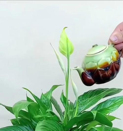 美酒白掌的养殖技巧与注意事项（打造繁花似锦的白掌园——美酒白掌的种植指南）-第2张图片-绿意生活