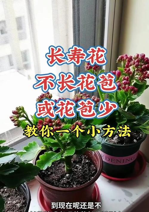 长寿花不开花的原因及解决方法（如何让长寿花开出美丽的花朵？）-第2张图片-绿意生活