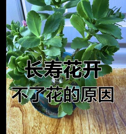 长寿花不开花的原因及解决方法（如何让长寿花开出美丽的花朵？）-第1张图片-绿意生活