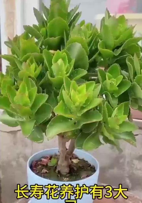 长寿花不开花的原因及解决方法（如何让长寿花开出美丽的花朵？）-第3张图片-绿意生活