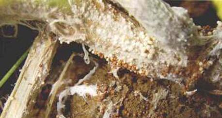 白绢病的发生及预防措施（探讨白绢病的成因、症状及预防方法）-第2张图片-绿意生活