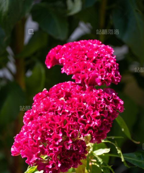 鸡冠花的颜色及特点（探秘鸡冠花的颜色与品种）-第3张图片-绿意生活