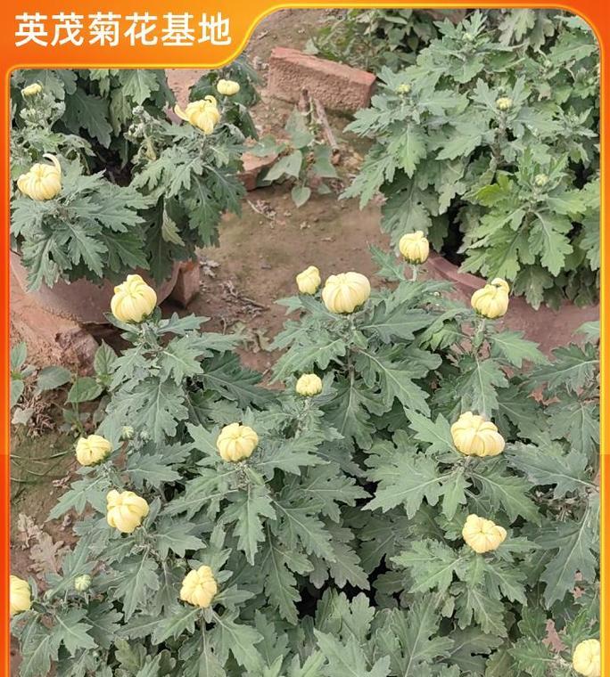 九菊花的种植技巧与注意事项（打造美丽花园的秘密武器——九菊花种植全攻略）-第3张图片-绿意生活