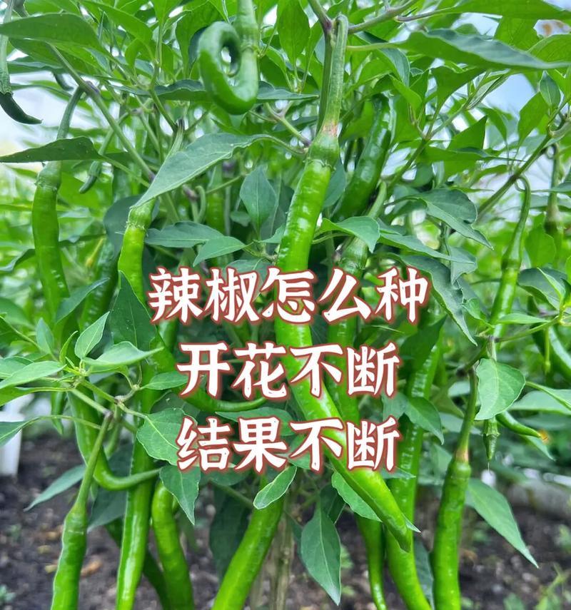 从开花到结果，辣椒的生长周期（了解辣椒生长的关键节点）-第1张图片-绿意生活