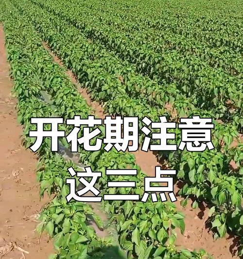 从开花到结果，辣椒的生长周期（了解辣椒生长的关键节点）-第3张图片-绿意生活