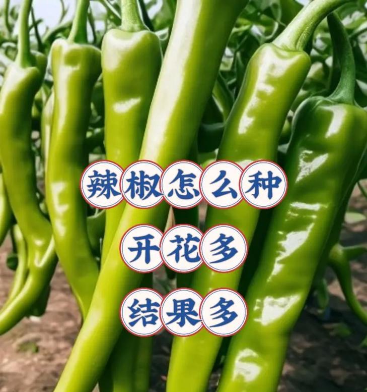 从开花到结果，辣椒的生长周期（了解辣椒生长的关键节点）-第2张图片-绿意生活