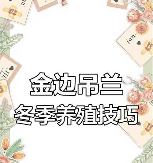 金边吊兰冬季养护攻略（细致呵护，让金边吊兰冬天也能舒展风姿）-第1张图片-绿意生活