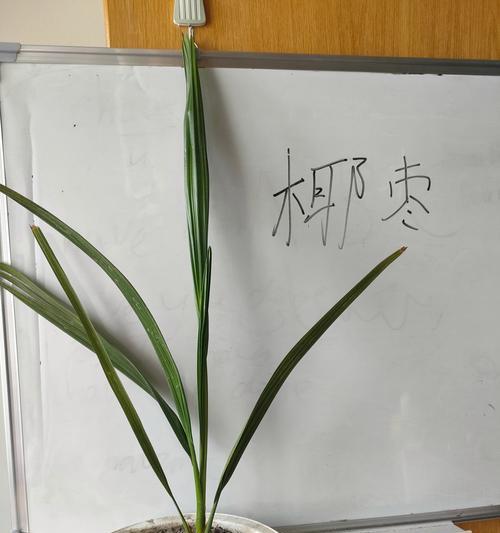 探秘以盆景枣的种植技巧（打造生态美景，享受盆景枣的魅力）-第2张图片-绿意生活