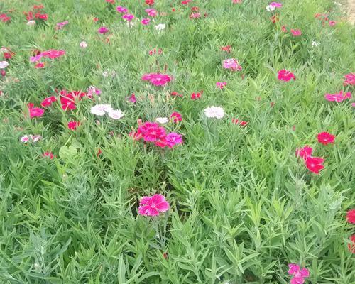 以石竹花怎么繁殖为主题写文章（探索石竹花的繁殖方式，快速扩大花园的美丽）-第3张图片-绿意生活