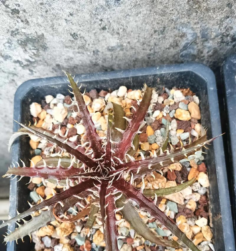 探秘龙爪芦荟的健康功效（发现龙爪芦荟的营养成分和药用价值）-第2张图片-绿意生活