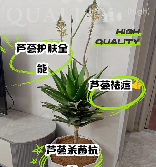 探秘龙爪芦荟的健康功效（发现龙爪芦荟的营养成分和药用价值）-第3张图片-绿意生活