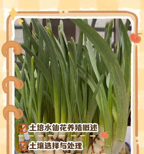 水仙花的花期是什么时候？（了解水仙花的花期让你更好地欣赏美丽的花朵）-第1张图片-绿意生活