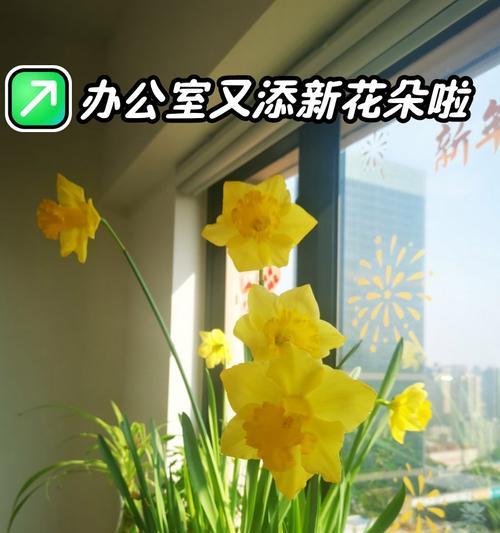 水仙花的花期是什么时候？（了解水仙花的花期让你更好地欣赏美丽的花朵）-第2张图片-绿意生活