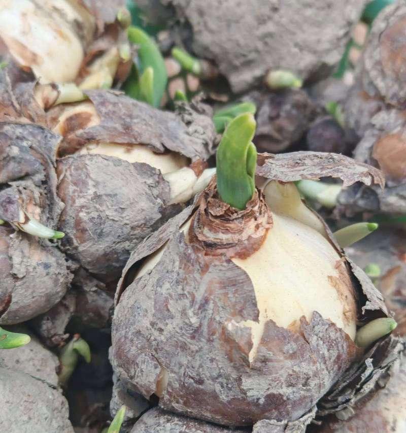 水仙花的花期是什么时候？（了解水仙花的花期让你更好地欣赏美丽的花朵）-第3张图片-绿意生活