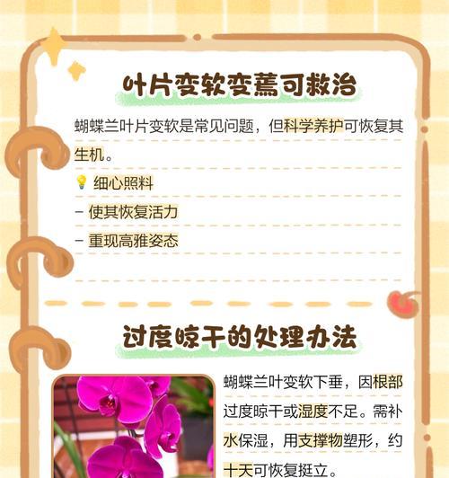 蝴蝶兰叶片发软的原因及处理方法（解决蝴蝶兰叶片发软问题的关键措施及技巧）-第2张图片-绿意生活