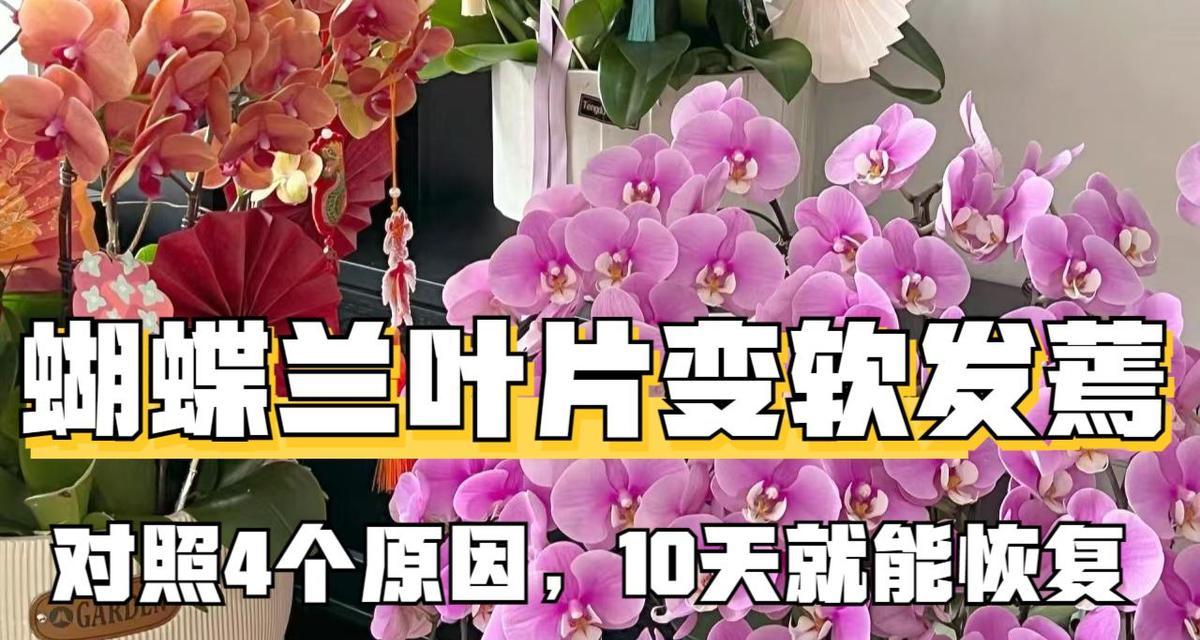 蝴蝶兰叶片发软的原因及处理方法（解决蝴蝶兰叶片发软问题的关键措施及技巧）-第3张图片-绿意生活