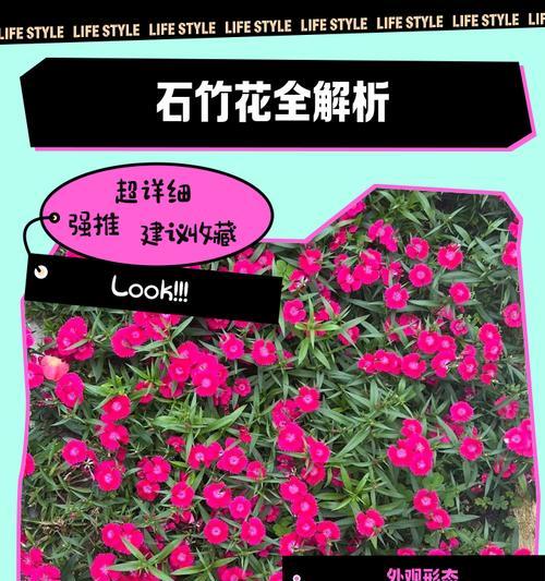 品味石竹花的香醇与雅致（探寻石竹花泡法，开启优雅花香之旅）-第3张图片-绿意生活