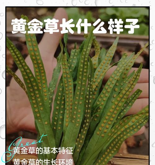黄金草修剪指南（打造健康、美丽的黄金草花坛）-第1张图片-绿意生活