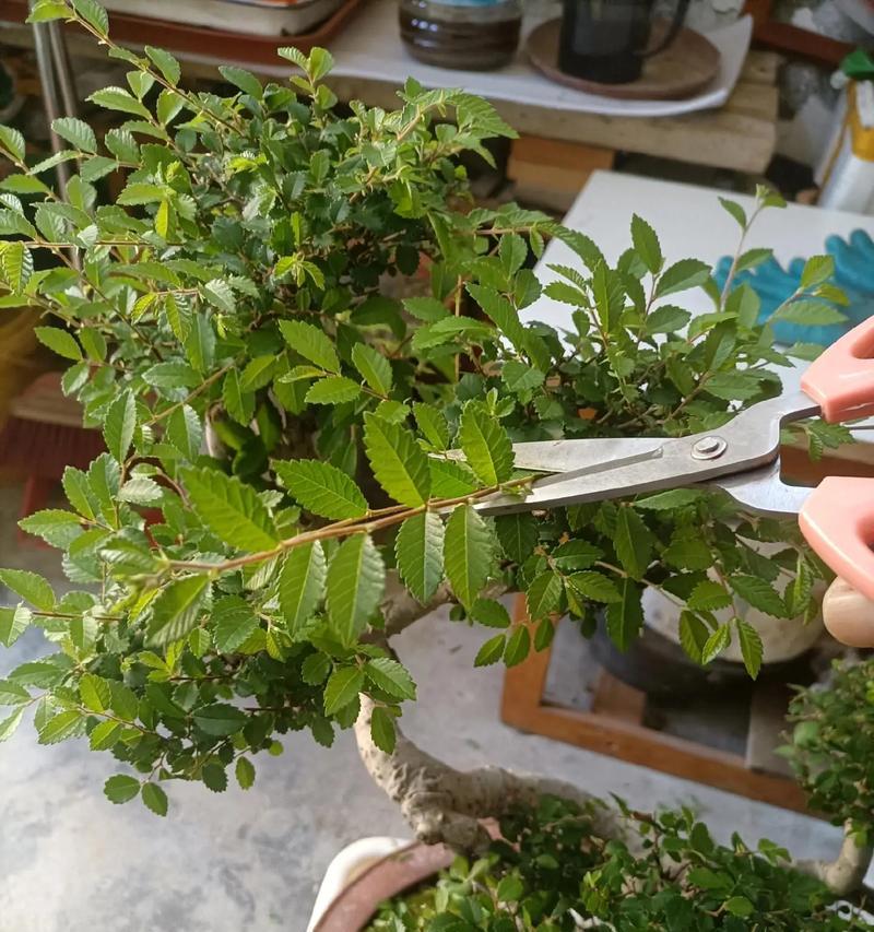 黄金草修剪指南（打造健康、美丽的黄金草花坛）-第3张图片-绿意生活