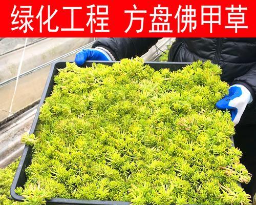 黄金草修剪指南（打造健康、美丽的黄金草花坛）-第2张图片-绿意生活